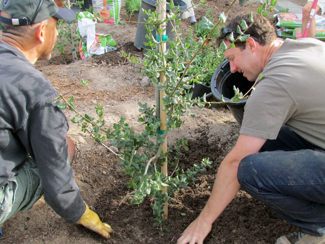 Planting a coastal live oak