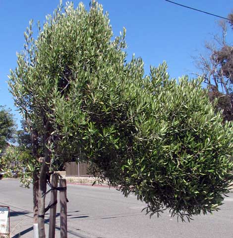 Olive tree in the wind