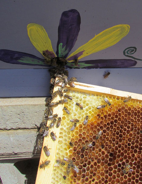 A bee swarm moves into a hive