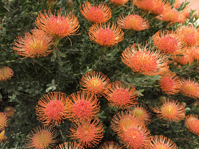 South African Protea