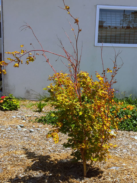 Japanese Maple in the wind