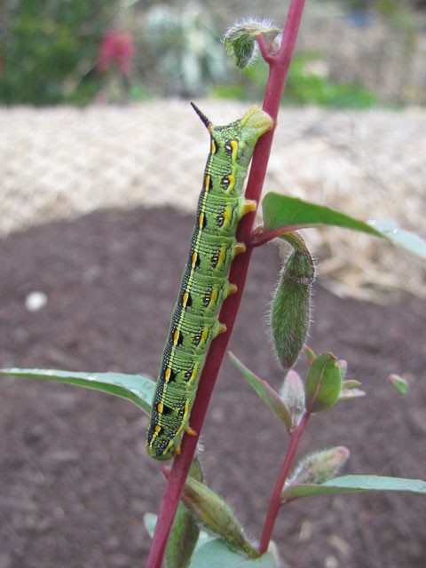 Hawk moth caterpillar