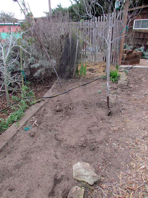 Old plants were removed from the site