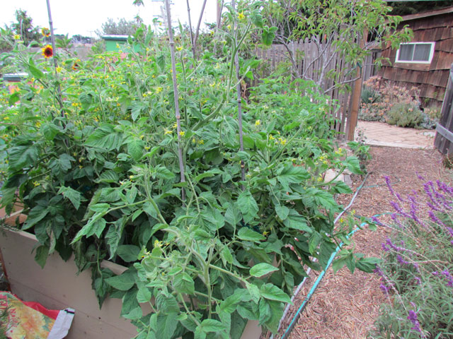 Raised Raspberry bed