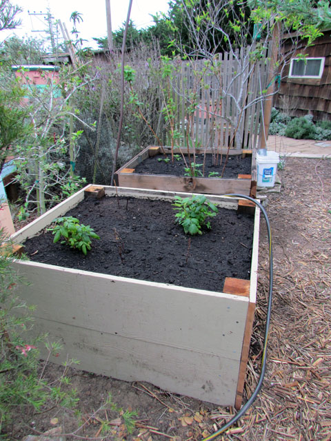 Recycled wood raised raspberry garden bed