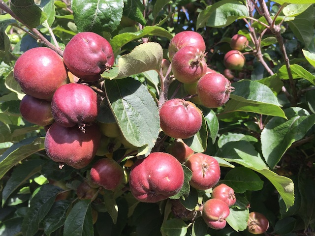 Thinning apples