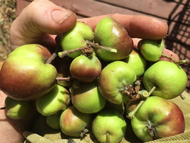 Thinning apples