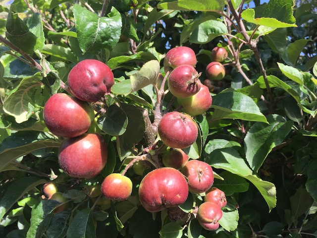 Thinning apples