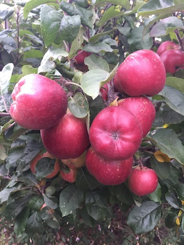 Thinning apples