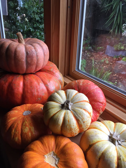 Ornamental pumpkins