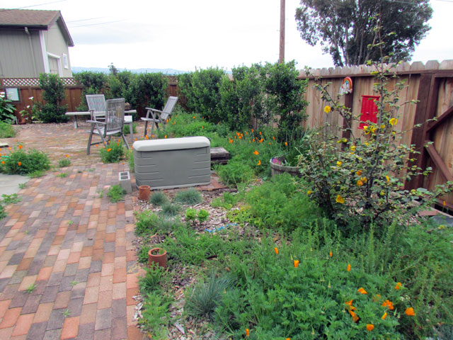 side yard with fremontodendron