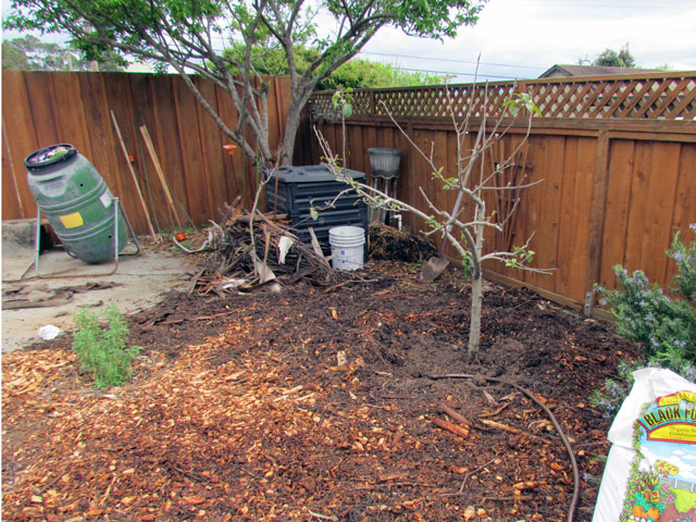Apple tree replanted