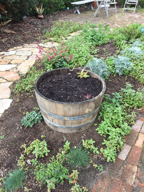 Oak barrel ready for planting