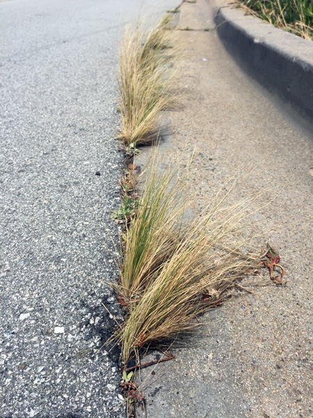 Mexican Feather Grass