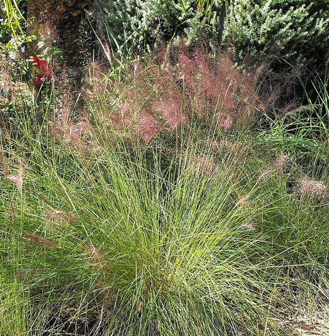 Pink Muhly drought tolerant grass selection