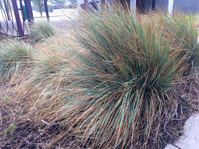 Drought tolerant tough Muhlenbergia rigens