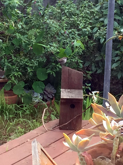 Bewick's Wren comes in for an inspection of this nest box