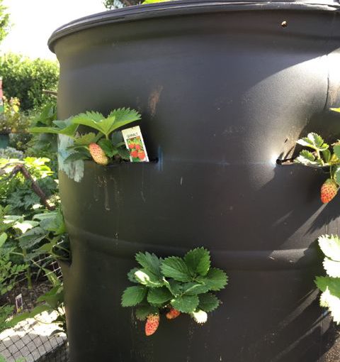 Vertical Strawberry Barrel