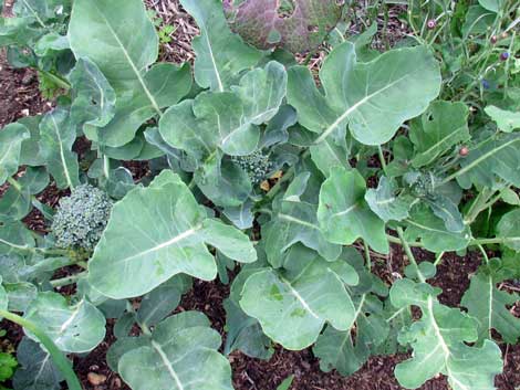 Broccoli grows well in cool summer climates
