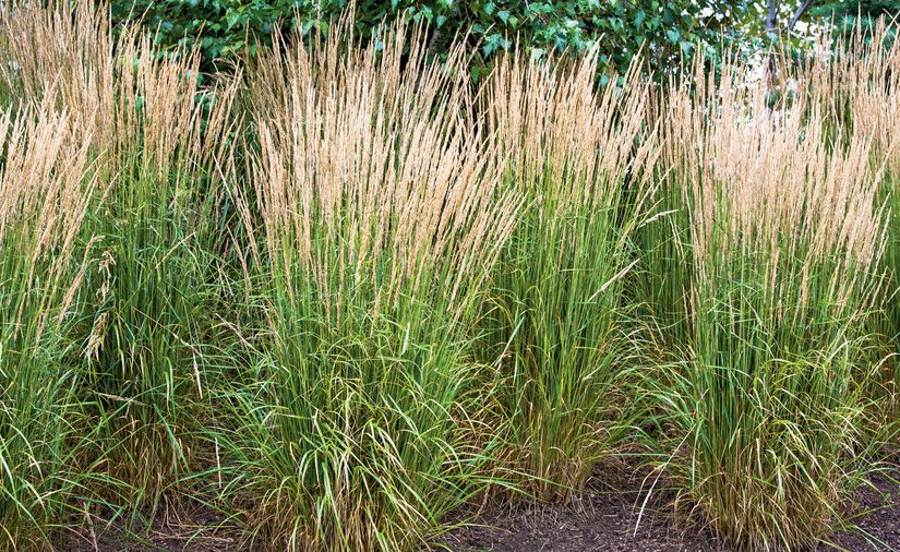 Replacing Mexican Feather Grass