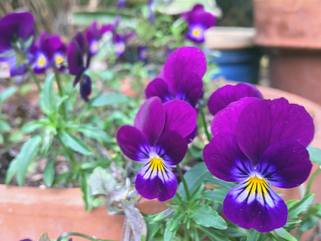 Viola flower