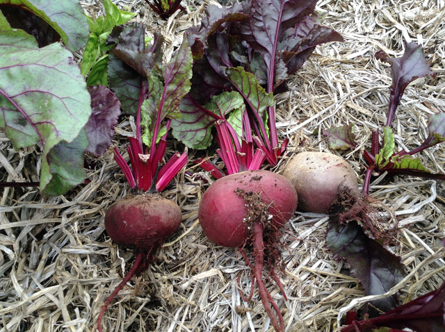 Beets grown in keyhole garden