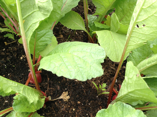 Carrot seedling with radishes